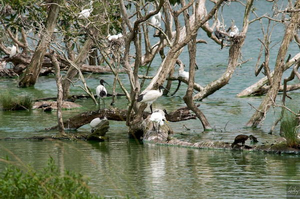 AustraliaEast 10  046